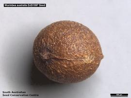   Seed:   Wurmbea australis ; Photo by South Australian Seed Conservation Centre, used with permission 
